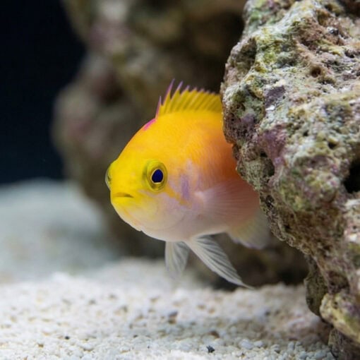 Bartlett's Anthias - Image 4