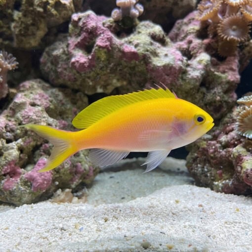 Bartlett's Anthias - Image 5