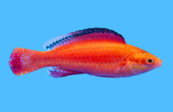 Fairy, Conde's Male 2.25 inches