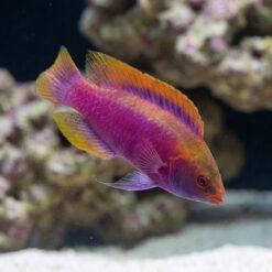 Beau's Fairy Wrasse