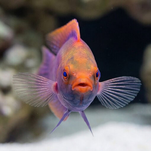 Beau's Fairy Wrasse - Image 2