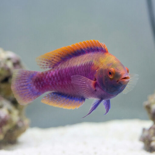 Beau's Fairy Wrasse - Image 3