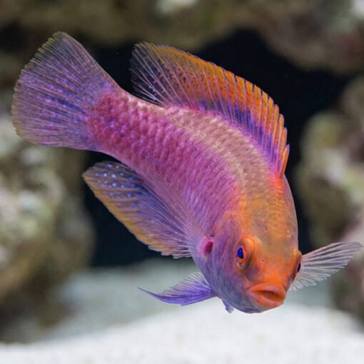 Beau's Fairy Wrasse - Image 4