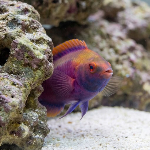 Beau's Fairy Wrasse - Image 5