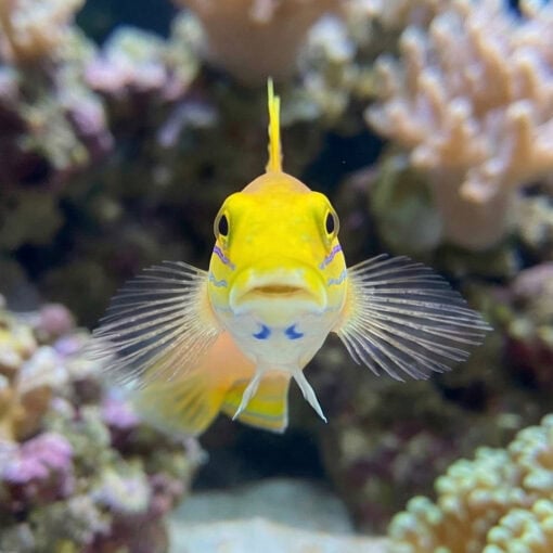 Bella Sleeper Goby - Image 2