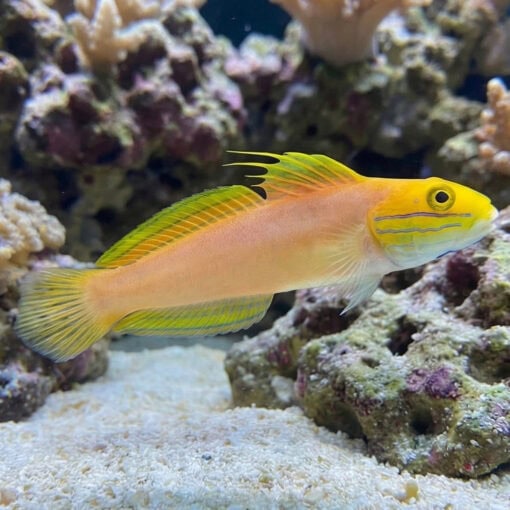 Bella Sleeper Goby - Image 3