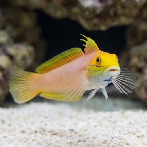 Bella Sleeper Goby - Image 4