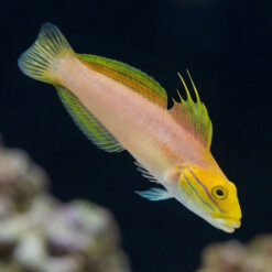 Bella Sleeper Goby