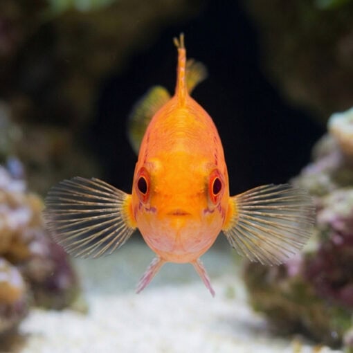 Bell's Flasher Wrasse - Image 2