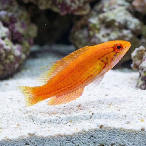 Bell's Flasher Wrasse - Image 4