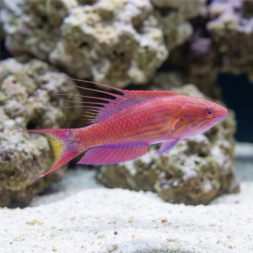 Bell's Flasher Wrasse - Image 3