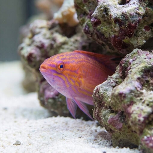 Bell's Flasher Wrasse - Image 5
