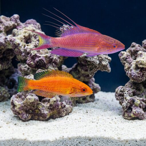 Bell's Flasher Wrasse