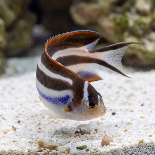 Bellus Angelfish - Image 3