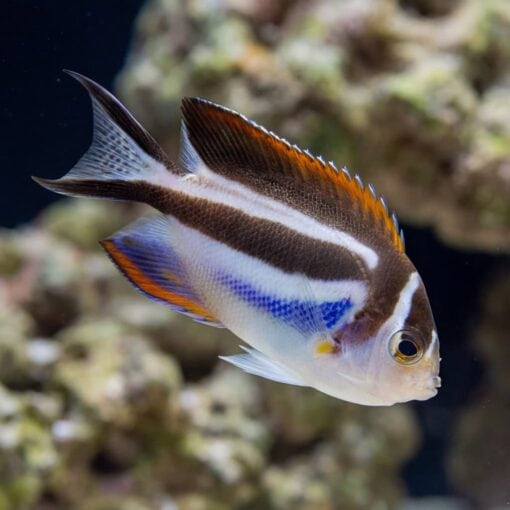Bellus Angelfish - Image 5