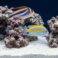 Bellus Angelfish