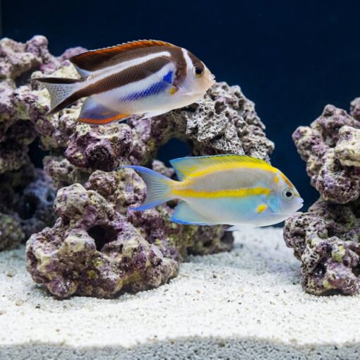 Bellus Angelfish