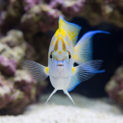 Alternative view of Bellus Angelfish