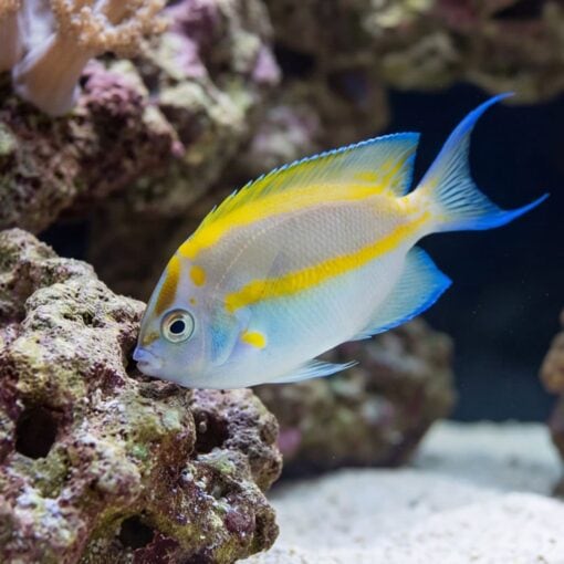 Bellus Angelfish - Image 4