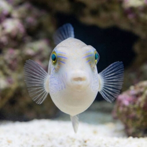 Whitebelly Puffer - Image 2