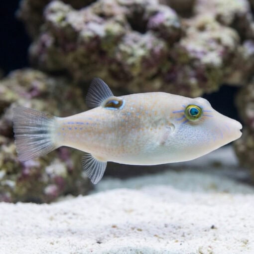 Whitebelly Puffer - Image 3