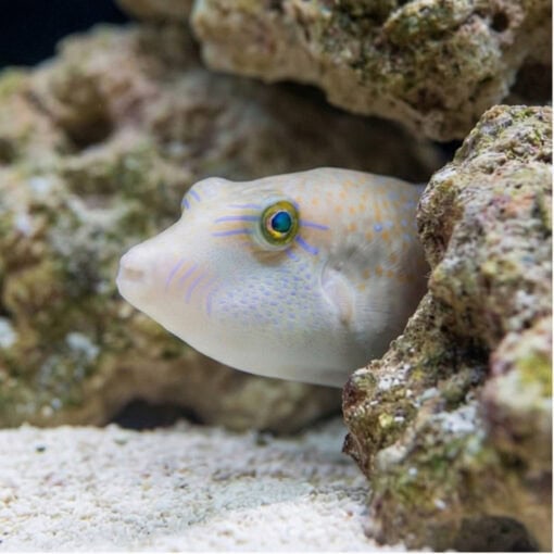 Whitebelly Puffer - Image 4