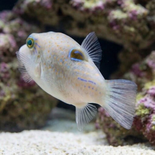 Whitebelly Puffer - Image 5