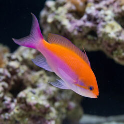 Bicolor Anthias