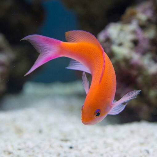 Bicolor Anthias - Image 2