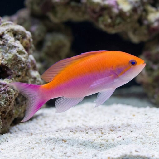 Bicolor Anthias - Image 3