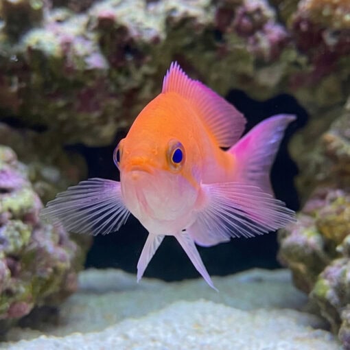 Bicolor Anthias - Image 4