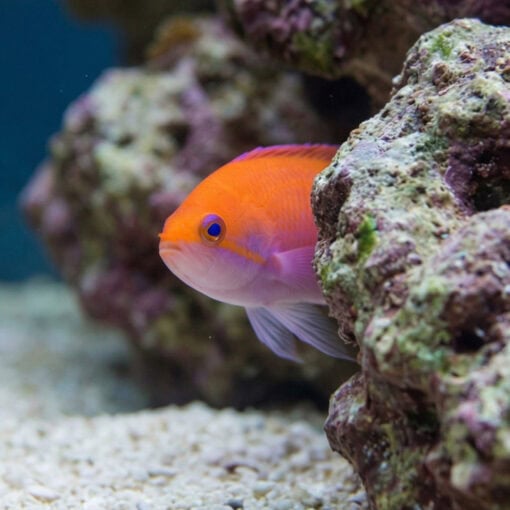 Bicolor Anthias - Image 5