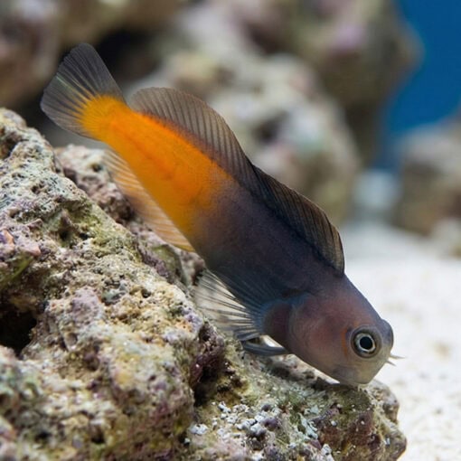 Bicolor Blenny
