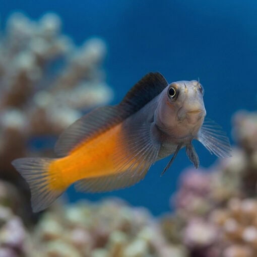 Bicolor Blenny - Image 2