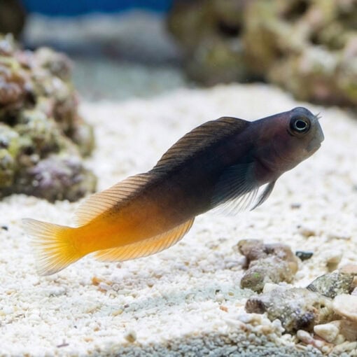 Bicolor Blenny - Image 3