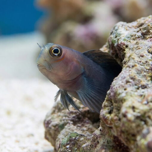 Bicolor Blenny - Image 4