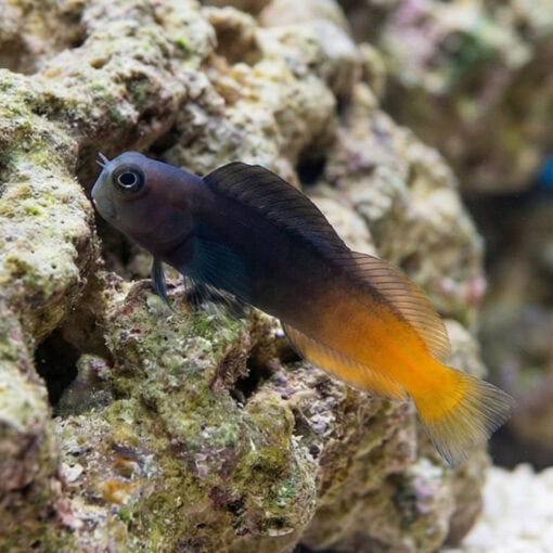 Bicolor Blenny - Image 5