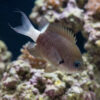 Bicolor Chromis Damsel