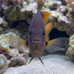 Alternative view of Blackmouth Bicolor Chromis