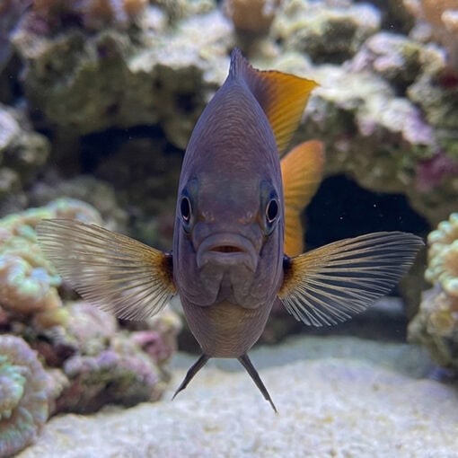 Blackmouth Bicolor Chromis - Image 2