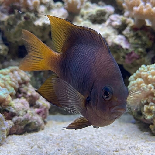 Blackmouth Bicolor Chromis - Image 3