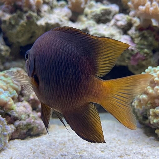 Blackmouth Bicolor Chromis - Image 4
