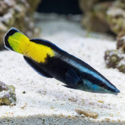 Bicolor Cleaner Wrasse