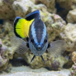 Alternative view of Bicolor Cleaner Wrasse