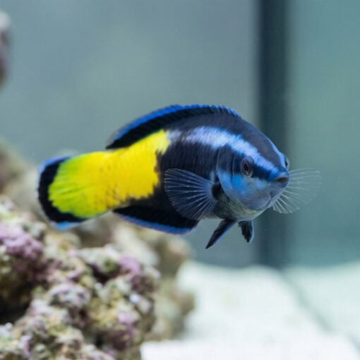 Bicolor Cleaner Wrasse - Image 3