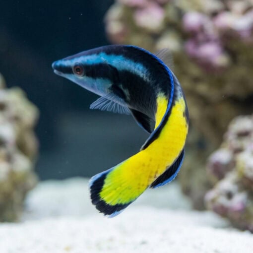Bicolor Cleaner Wrasse - Image 4