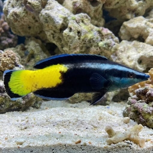 Bicolor Cleaner Wrasse - Image 5