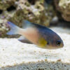 Bicolor Damsel
