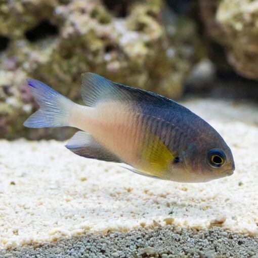 Bicolor Damsel
