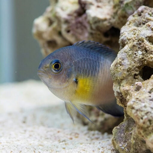 Bicolor Damsel - Image 2